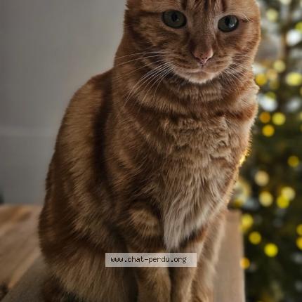 Photo 1/1 Rio Chat lost in Le bouscat