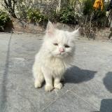 Picture of cat lost at Lahore