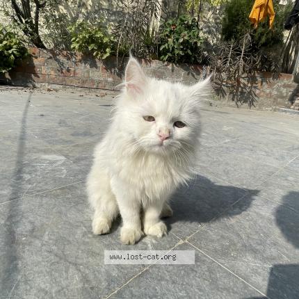 Photo 1/1 Muffin Chat lost in Lahore