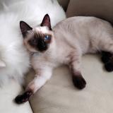 Picture of cat lost at Bruz