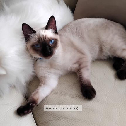 Photo 1/1 Warda Chat lost in Bruz