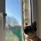 Picture of cat lost at La Chapelle Saint Luc