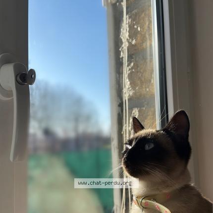 Photo 1/3 Yaara Chat lost in La chapelle saint luc