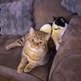 Picture of cat lost at Bergerac