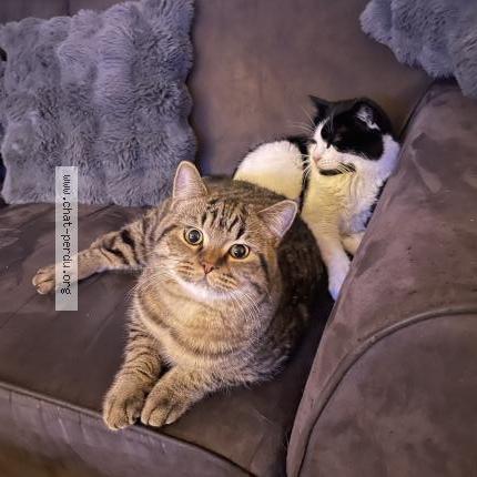 Photo 1/1 Timothé Chat lost in Bergerac