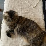 Picture of cat lost at Romorantin Lanthenay