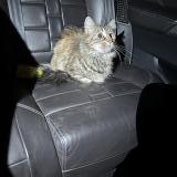 Picture of cat found at Romorantin Lanthenay