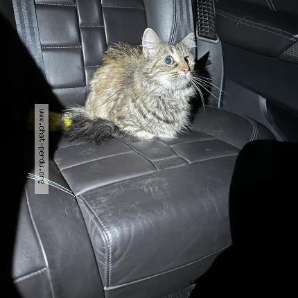 Photo 1/1 Found cat Found in Romorantin lanthenay