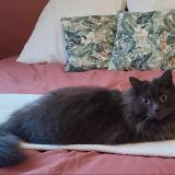 Picture of cat lost at Andard