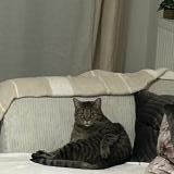 Picture of cat lost at Toulon