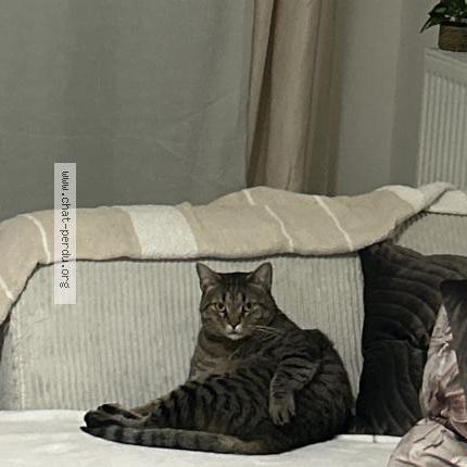 Photo 1/1 Simba Chat lost in Toulon