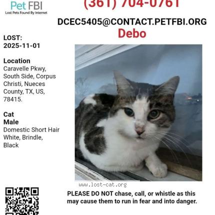 Photo 1/1 Debo Chat lost in Corpus christi
