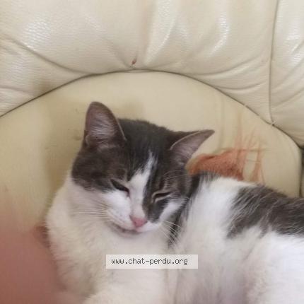 Photo 1/1 Cat reunited Lost in Brech