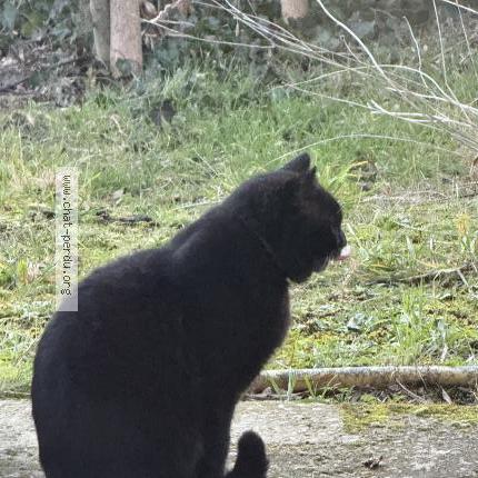 Photo 1/2 Cat reunited Found in Beaumont monteux