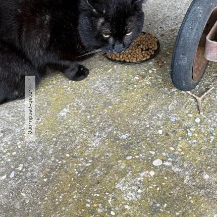 Photo 2/2 Cat reunited Found in Beaumont monteux