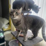 Picture of cat lost at Gonesse