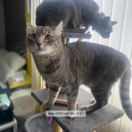 Photo 1/1 Maki Chat lost in Gonesse