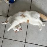 Picture of cat lost at Raon L Etape