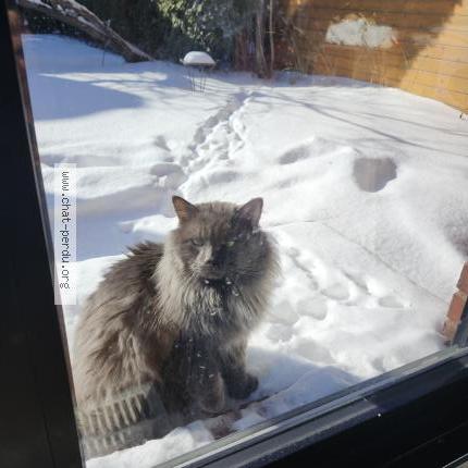 Photo 1/1 Found cat Found in Verdun