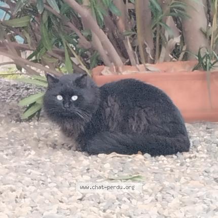 Photo 1/3 Found cat Found in Bruguieres