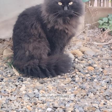 Photo 2/3 Found cat Found in Bruguieres