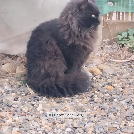 Photo 3/3 Found cat Found in Bruguieres