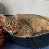 Picture of cat lost at Montpellier