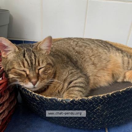 Photo 1/1 Popo Chat lost in Montpellier