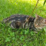 Picture of cat lost at Doubs