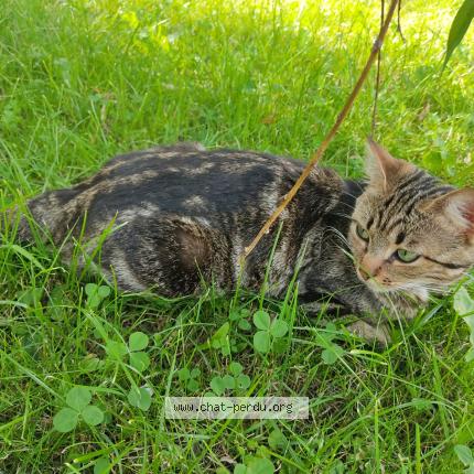 Photo 1/1 Chipie Chat lost in Doubs