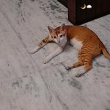 Picture of cat lost at Meerut