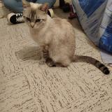 Picture of cat lost at Chatillon Sur Chalaronne