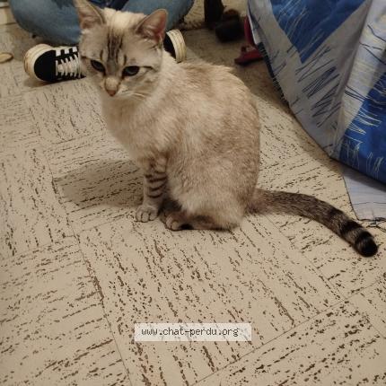 Photo 1/1 Penelope Chat lost in Chatillon sur chalaronne