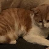 Picture of cat lost at Sainte Eulalie