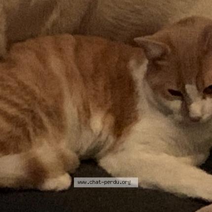 Photo 1/1 Tigrou Chat lost in Sainte eulalie