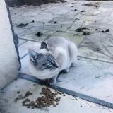 Picture of cat found at Ozoir La Ferriere