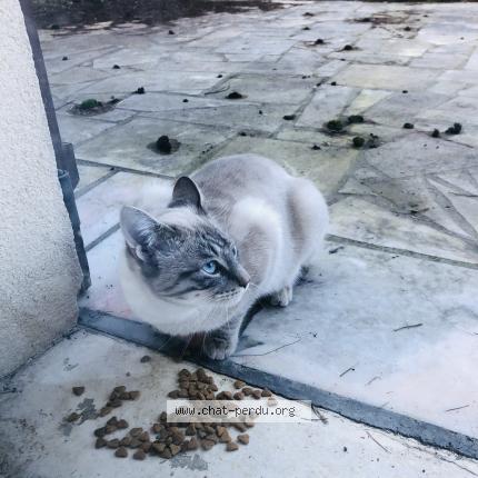 Photo 1/1 Found cat Found in Ozoir la ferriere