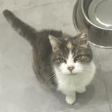 Picture of cat found at Chartres