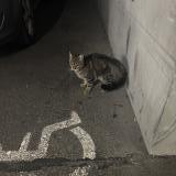 Picture of cat found at Bordeaux