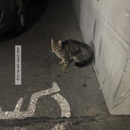 Photo 1/1 Found cat Found in Bordeaux