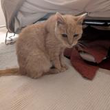 Picture of cat lost at Sartrouville