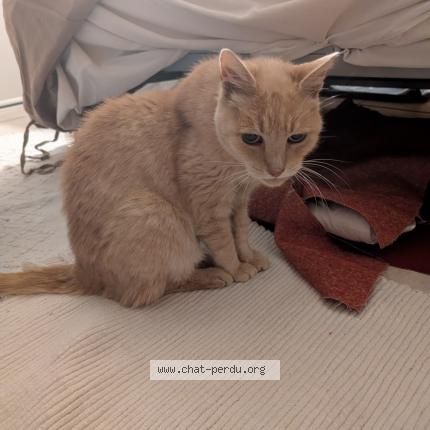 Photo 1/1 Chouli Chat lost in Sartrouville