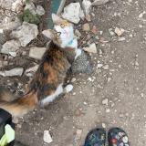 Picture of cat lost at San Antonio