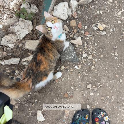 Photo 1/1 Naya Chat lost in San antonio