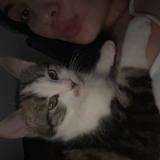 Picture of cat lost at Le Controis En Sologne