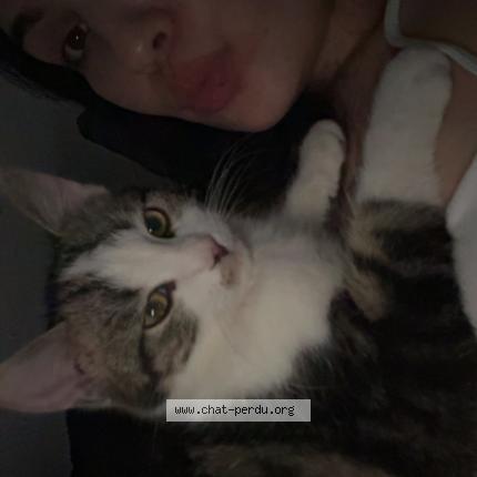 Photo 1/1 Aiko Chat lost in Le controis en sologne