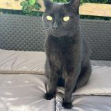 Picture of cat lost at Saint Thonan