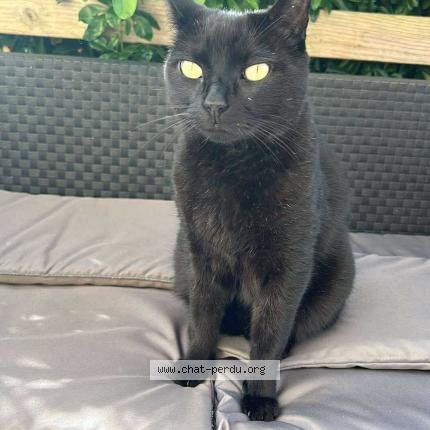 Photo 1/1 Peter Chat lost in Saint thonan