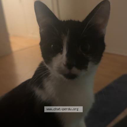 Photo 1/1 Fefe Chat lost in Orleans