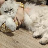 Picture of cat lost at Allonnes